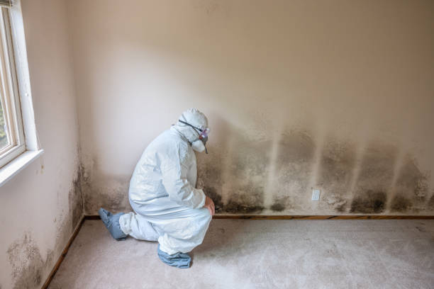 Attic Mold Removal in Lancaster, WI